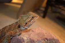 Bearded dragons 004.jpg