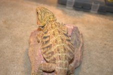 Bearded dragons 005.jpg