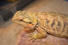 Bearded dragons 006.jpg