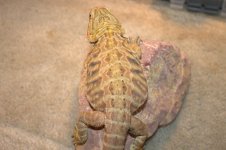 Bearded dragons 007.jpg