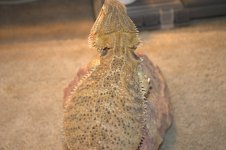 Bearded dragons 008.jpg