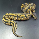 Leop Cali F 0504.jpg