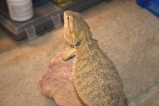 Bearded dragons 010.jpg