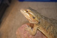 Bearded dragons 011.jpg