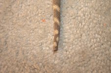 Bearded dragons 012.jpg