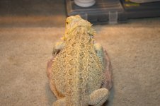 Bearded dragons 013.jpg