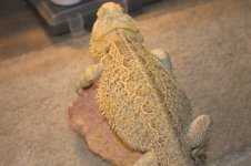 Bearded dragons 014.jpg