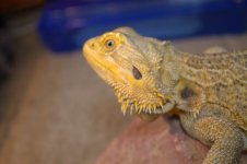 Bearded dragons 015.jpg