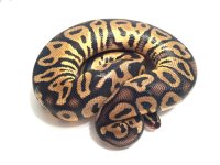 Pastel Leopard 2.jpg