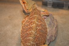 Bearded dragons 016.jpg
