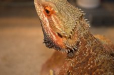 Bearded dragons 017.jpg