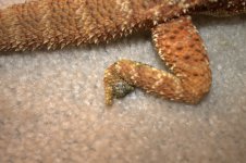 Bearded dragons 019.jpg
