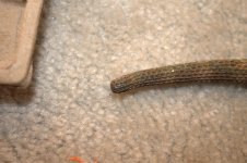 Bearded dragons 020.jpg
