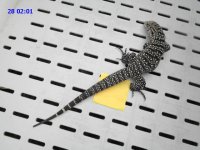 bw hw sd 28 201 slight tail nub a.JPG