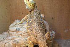 Bearded dragons 021.jpg