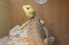 Bearded dragons 022.jpg