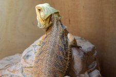 Bearded dragons 023.jpg