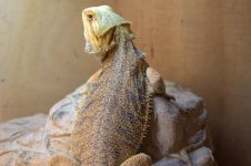 Bearded dragons 024.jpg
