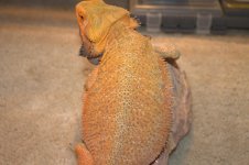 Bearded dragons 033.jpg