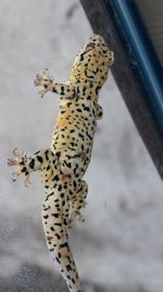 IMG_2626.jpg