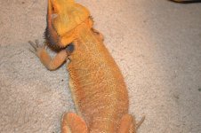 Bearded dragons 032.jpg