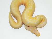 albinospider.jpg
