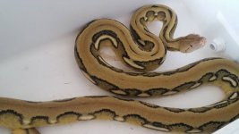 retic1.jpg