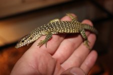 Timor Monitor.jpg