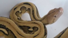 retic2.jpg