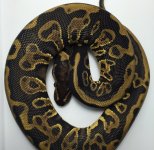 leopard1.jpg