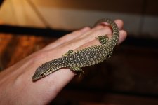 Timor Monitor1.jpg