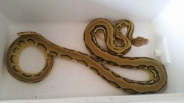 retic3.jpg