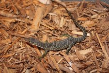 Timor Monitor2.jpg