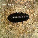 black hisser.jpg