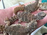 Moroccan Uromastyx babies.jpg