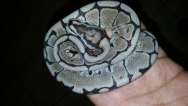 20160606_053227.jpg