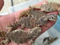 Moroccan Uromastyx babies1.jpg