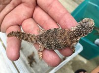 Moroccan Uromastyx babies2.jpg