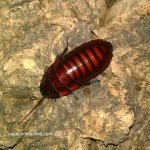 flat horn insignis.jpg