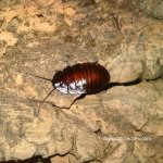 flat horn nymph.jpg