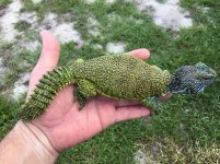 Green Moroccan Uromastyx.jpg