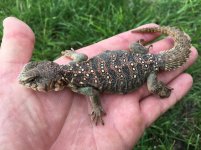 Ocellated Uromastyx1.jpg