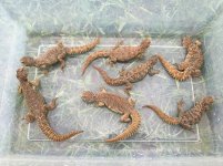 Ocellated Uromastyx.jpg