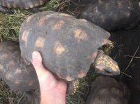 Yellowfoot tortoises1.jpg