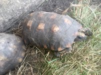 Yellowfoot tortoises.jpg
