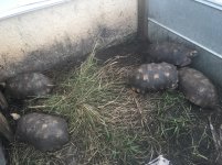 Yellowfoot tortoises2.jpg