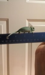 baby cham.jpg