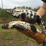 Pied Pectinata Iguana2.jpg