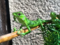 Pied Pectinata Iguana.jpg
