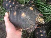 Redfoot tortoises3.jpg